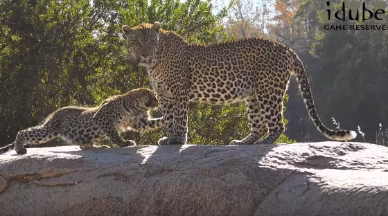 Nó không ngờ rằng, cậu con trai nghịch ngợm của mình đã chủ động tiếp cận cha đẻ, thậm chí còn mạnh dạn yêu cầu báo cha Nyeleti chơi cùng mình. (Nguồn Idube Game Reserve)