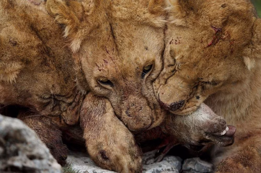 Những khuôn mặt khát máu của sư tử khi xé xác con mồi. (Ảnh: Michael Nicholas/National Geographic)