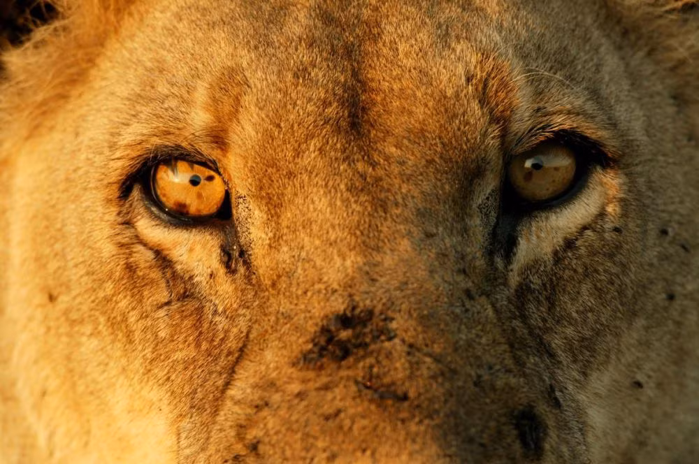 Ánh mắt thâm trầm, sắc sảo của một con sư tử cái. (Ảnh: Baverly Joubert/National Geographic)