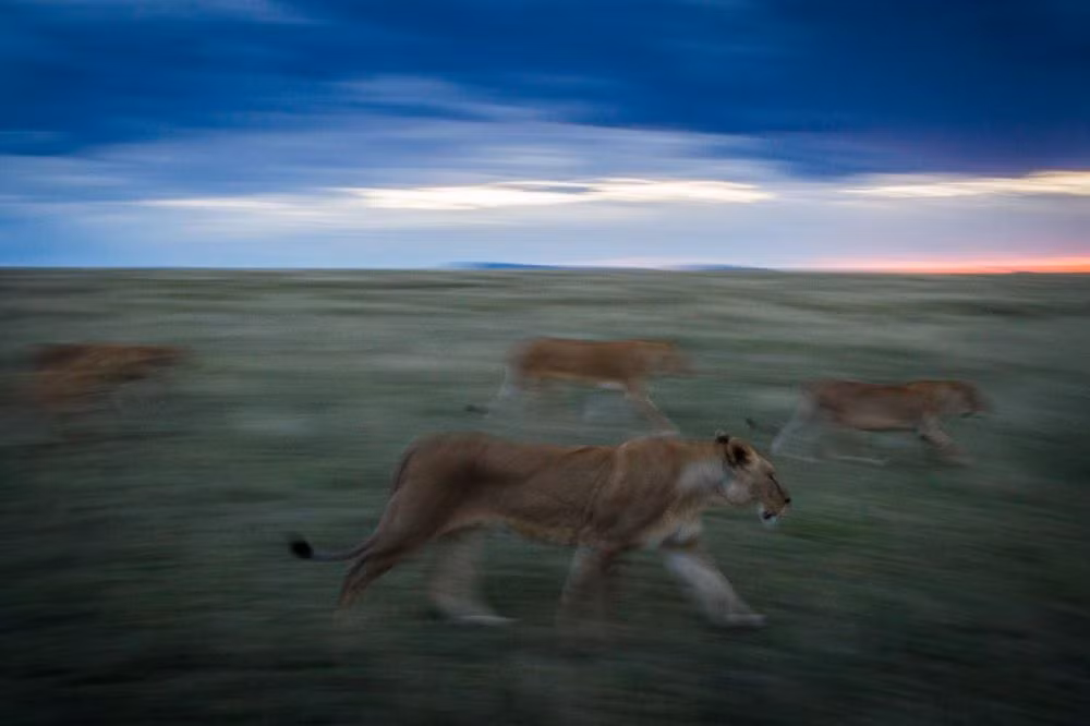 Tàn ảnh của bầy sư tử khi đi săn với tốc độ cao. (Ảnh: David Griffin/National Geographic)