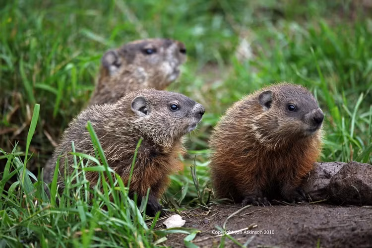 Macmot châu Mỹ hay còn gọi là sóc Macmot, tên khoa học là Marmota monax, một loài động vật có vú trong họ Sóc, bộ Gặm nhấm. Loài này cũng được gọi là sóc đất khổng lồ, theo Richard Thorington, người quản lý khoa động vật có vú tại Bảo tàng Quốc gia Smithsonian thuộc bảo tàng lịch sử tự nhiên ở Washington, DC. (Ảnh: Jon Atkinson)