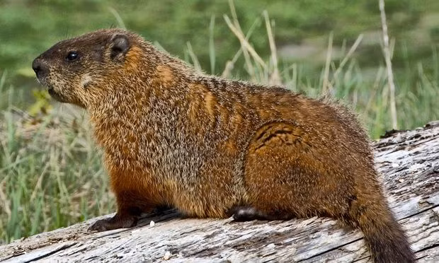 Tuy nhiên kỹ năng đào hang ấn tượng của sóc Macmot cũng làm đau đầu những người nông dân. (Ảnh: Wildwnc)