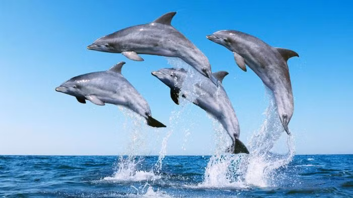 Ít người biết rằng, loài động vật này cũng rất đáng sợ, có thể giết đồng loại yếu hơn bằng những cách hành hạ dã man nhất. (Ảnh: Reference)