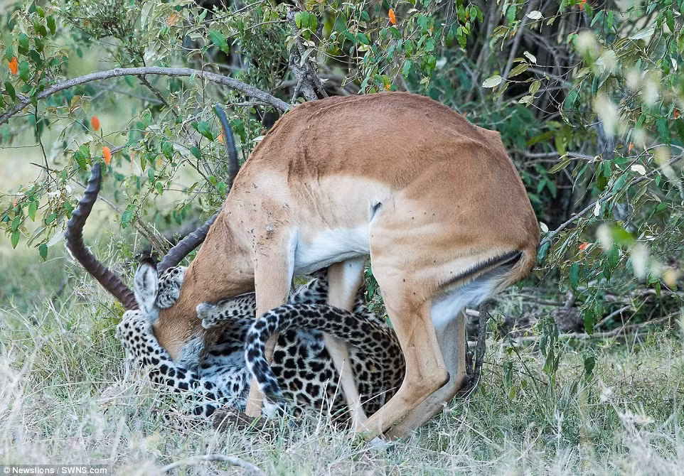 Được biết, con báo hoa mai cái này đã được 3 tuổi, tên gọi là Luluka, sinh sống tại khu bảo tồn động vật hoang dã Masai Mara, Kenya. (Nguồn Dailymail)
