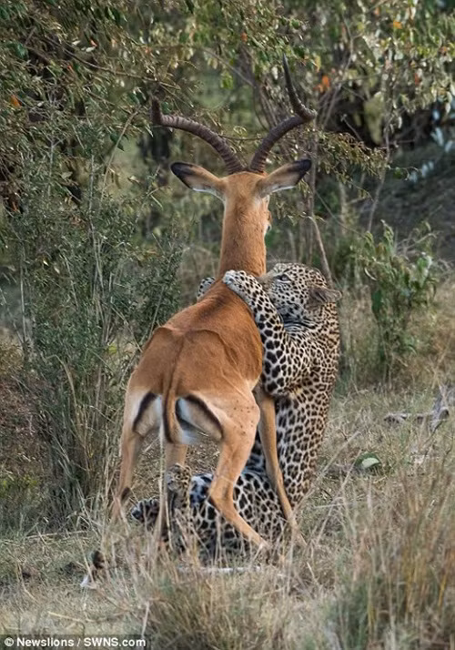 Trông thì giống như báo đốm đang cầu xin tình yêu từ linh dương bằng cách bám chặt vào người linh dương, không cho linh dương chạy thoát. Thực chất, cùng hành động nhưng mục đích lại khác nhau. (Nguồn Dailymail)