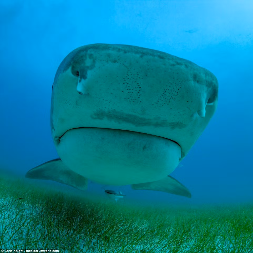 Cá mập hổ là một trong những loài động vật được mệnh danh là hung thần đại dương. Chúng cũng nổi tiếng nguy hiểm vì hay tấn công những người đi bơi, thợ lặn và những người lướt ván ở Hawaii. (Nguồn Dailymail)