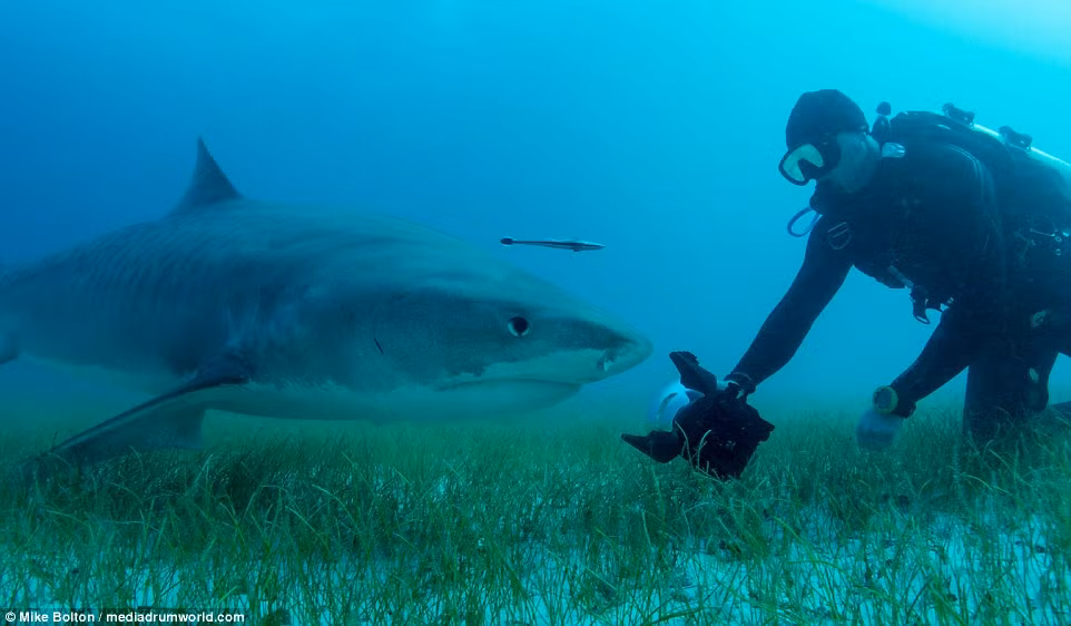 Tuy nhiên, Chris Knight muốn thay đổi quan điểm đó của mọi người, ông muốn mọi người ngưỡng mộ, nể trọng những con cá mập thay vì sợ hãi, chán ghét chúng. (Nguồn Dailymail)