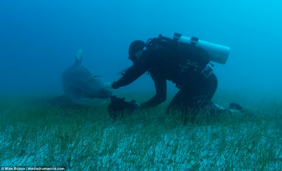 Trong ảnh là cảnh tượng Chris Knight xoa đầu con cá mập hổ khổng lồ. (Nguồn Dailymail)