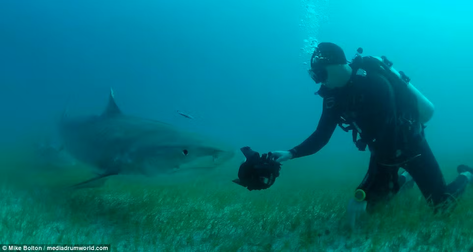 Chris Knight cũng chia sẻ rằng những con cá mập thường bị mang tiếng là xấu xa, hung dữ và khát máu, nhắc đến những con cá mập người ta thường có cảm giác vừa sợ vừa ghét. (Nguồn Dailymail)