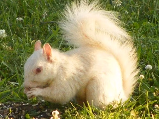 Trong khi sóc bạch tạng thực sự có tồn tại thì một số con sóc xám ở Đông phi bạch mang trong mình một dạng gen lặn hiếm gặp, khiến lông của chúng có màu trắng, mắt và chân tay vẫn có màu nâu, xám, đen bình thường. Theo khoa học nhận định, chúng nên được gọi là sóc trắng chứ không phải sóc bạch tạng. (Nguồn Boredomtherapy)