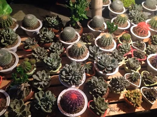 Kinh hoang gia thit bo tuoi dac san cho Vieng-Hinh-4