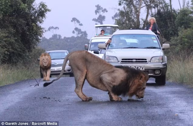 Trước đây, ở một khu bảo tồn động vật hoang dã tại Kenya cũng đã xảy ra tình trạng lạ lùng này. Những con sư tử đực quyền uy chặn đứng đầu xe ô tô và ngang nhiên đùa giỡn nhau giữa đường cái. (Nguồn Dailymail)