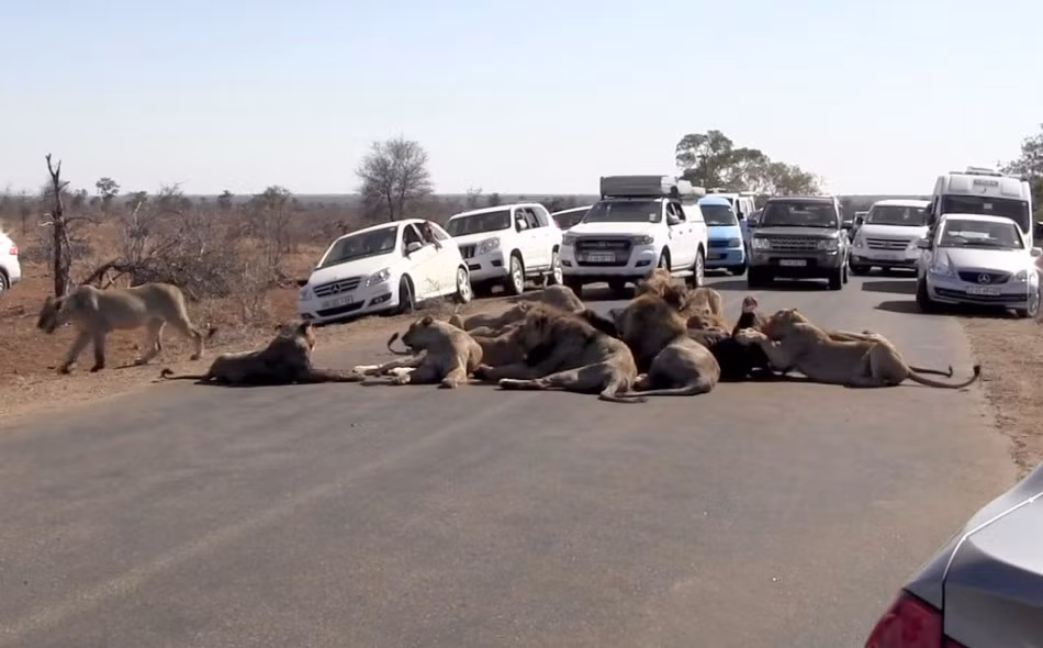 Mặc kệ những con người trong xôn xao, giơ máy ảnh ra quay phim, chụp ảnh, đàn sư tử đói mồi vẫn ung dung nằm giữa đường, nhẩn nha cắn xé thịt trâu rừng. (Nguồn Sina)