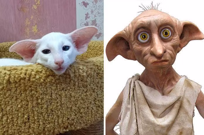 Mèo trắng kỳ lạ gây chú ý với cư dân mạng nhờ đôi tai to, rủ chẳng khác nào gia tinh Dobby trong bộ phim "Harry Potter". (Nguồn Brilio)