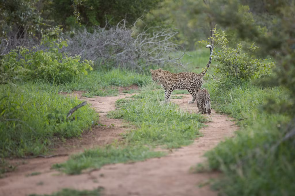 Để chăm sóc, nuôi lớn báo con, báo mẹ thường phải làm rất nhiều việc, vừa phải kiếm thức ăn nhiều hơn, vừa phải dạy dỗ vừa phải bảo vệ, chăm lo báo con thoát khỏi sự rình rập của những mãnh thú săn mồi khác, trong đó có cả những con báo đực khác. (Nguồn: Londolozi)