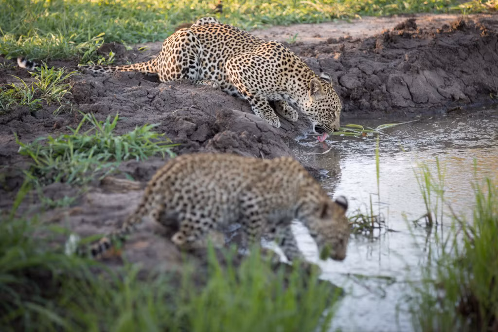 Không ngờ, hành động của mẹ con báo hoa mai cái lọt vào mắt của một con báo hoa mai đực có tên là Inyathini, cũng chính là cha ruột của báo hoa mai con. Cũng bởi là cha con ruột nên Inyathini sẽ không giết chết báo con để tiếp cận lại Ndzanzeni. (Nguồn: Londolozi)