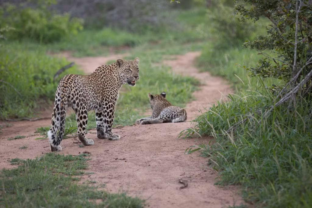 Biết khó có thể hòa hợp lại, con báo hoa mai đực Inyathini lui về, rời khỏi lãnh địa của báo Ndzanzeni và đứa con của mình. Trong khi đó, Ndzanzeni vẫn rất cảnh giác, dõi theo bóng dáng của kẻ bạc tình đến khi khuất hẳn. (Nguồn: Londolozi)