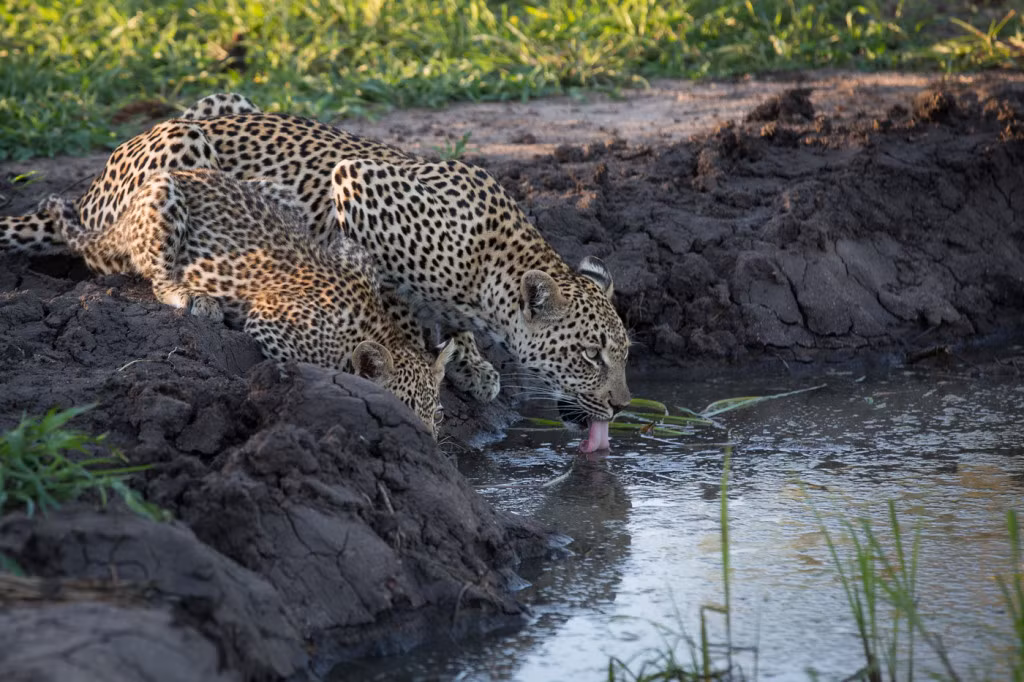 Trong ảnh là cô báo hoa mai Ndzanzeni và đứa con nhỏ của mình. Theo bản năng, báo con thường rất quấn mẹ. Đặc biệt là khi uống nước, chiếc đầu cúi xuống khiến chúng khó lòng quan sát được động tĩnh xung quanh, dễ rơi vào hiểm cảnh. (Nguồn: Londolozi)