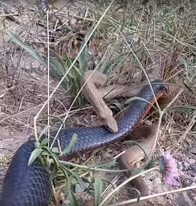 Đáng tiếc là nọc độc của nó không có tác dụng với rắn đen bụng đỏ và cuối cùng cũng không thoát khỏi số phận, bị đồng loại nuốt chửng. (Nguồn Dailymail)