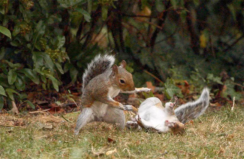Chúng sẽ ngăn chặn mọi con sóc và các loài chim khác có âm mưu ăn trộm, hớt tay trên số lương thực mà chúng đã tích trữ được. (Nguồn Sina)
