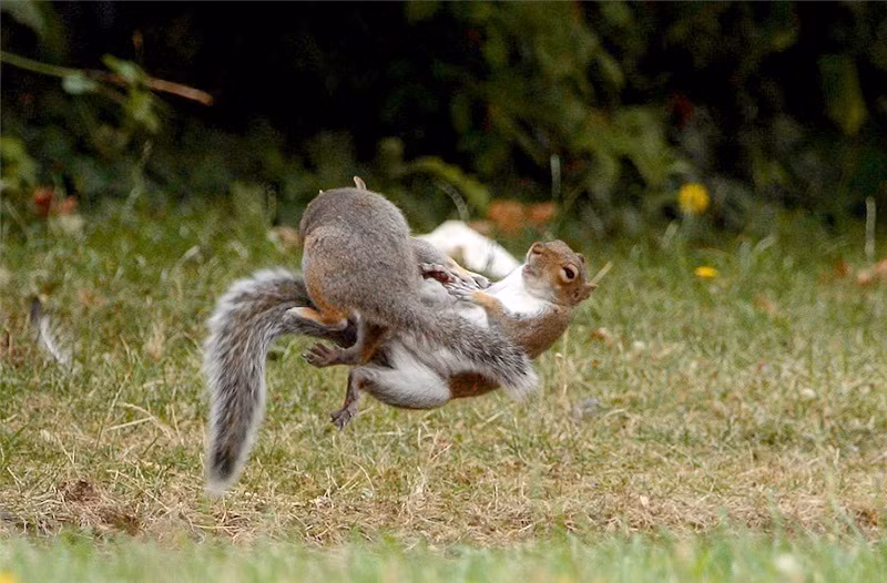 Bởi việc tích trữ lương thực là cả một quá trình dài, mất nhiều thời gian và công sức nên sóc xám có thái độ bảo vệ nguồn thức ăn của mình quyết liệt. (Nguồn Sina)
