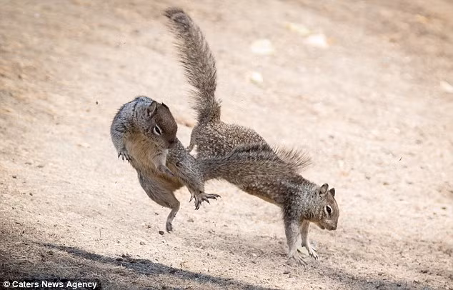 Trong thiên nhiên hoang dã, quy luật mạnh được yếu thua luôn được duy trì, nếu như đủ lực, đủ sức, những con sóc kẻ cướp vẫn có thể sở hữu được kho thức ăn mà kẻ khác đã vất vả ki cóp được. (Nguồn Sina)