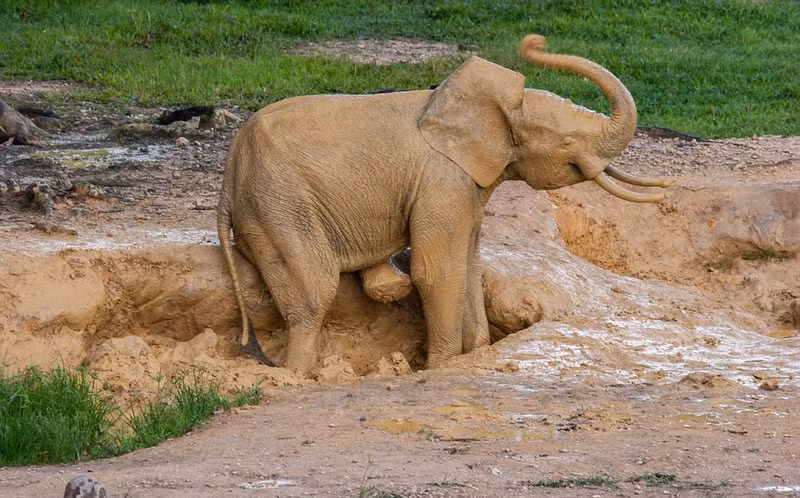 Mới nhìn, nhiều người sẽ giật mình bởi con voi kỳ lạ có màu vàng nổi bật, khác xa với những thành viên khác trong bầy. (Nguồn Sina)