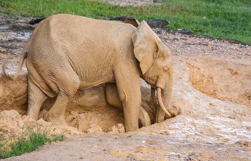 Khi bùn khô, những lớp đất bám trên cơ thể còn giúp loài voi ngăn cản ảnh hưởng của những tia cực tím có trong ánh nắng mặt trời. (Nguồn Sina)