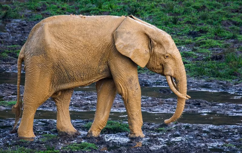 Cận cảnh con voi "vàng" nổi bật do tắm bùn toàn thân. (Nguồn Sina)