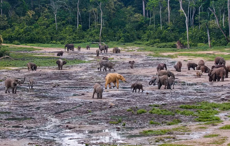 Nhấn chìm cơ thể xuống một vũng bùn lầy, đến khi đứng dậy, con voi này khoác lên mình bộ da vàng óng ánh, khiến nhiều đồng loại cảm thấy xa lạ, không muốn đến gần. (Nguồn Sina)