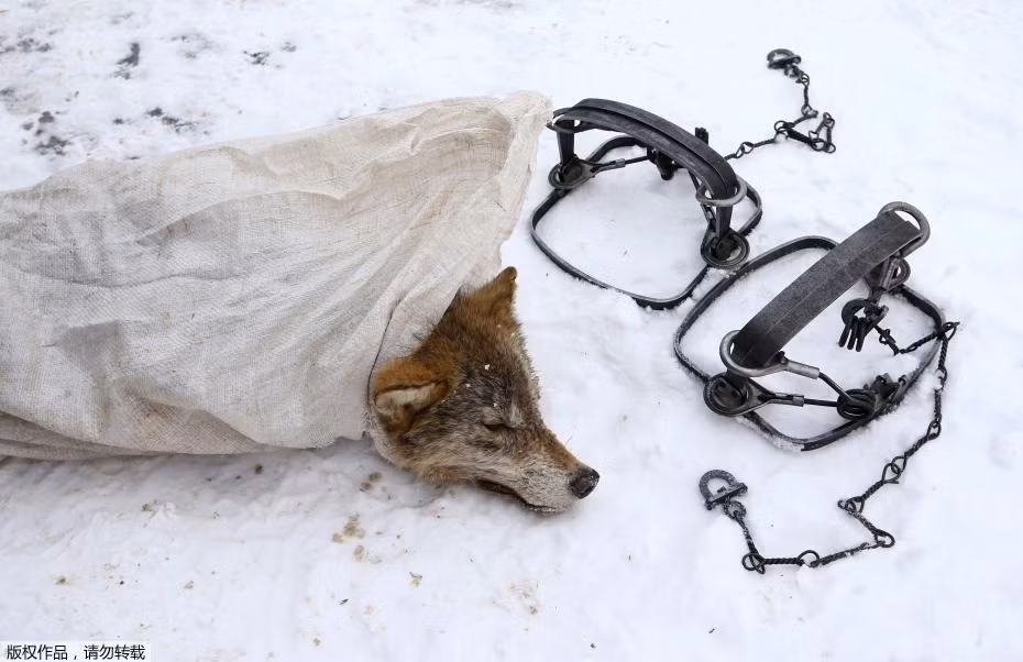 Theo thống kê của một tạp chí khoa học, số lượng sói hoang sống ở những khu vực hoang dã quanh nhà máy hạt nhân Chernobyl cao gấp 7 lần so với nơi khác. Cũng tại đây, sói hoang bị giết nhiều nhất, ước tính có khoảng 1700 con sói bị giết tại đây vào năm 2016. (Nguồn Sina)