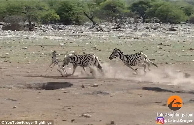 Cuộc rượt đuổi giữa sự sống và cái chết trở nên căng thẳng hơn khi ngựa vằn đực liên tục cắn vào chân của ngựa vằn con. Tuy nhiên, cuối cùng do ngựa vằn mẹ chống trả dữ dội nên ngựa vằn con mới có cơ hội thoát thân. (Nguồn Dailymail)