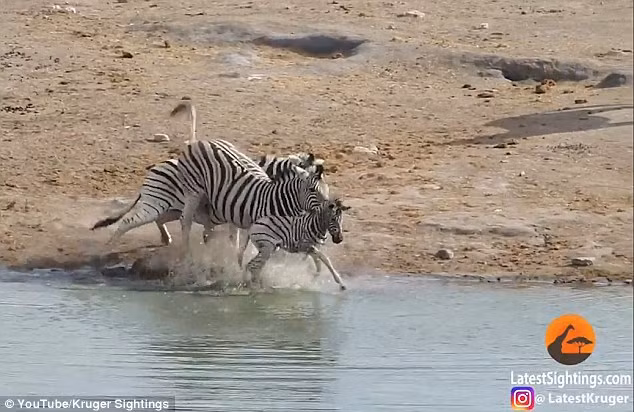 Trong lúc đó, thừa dịp ngựa vằn đực kịch chiến cùng mẹ, ngựa vằn con lấy hết sức bình sinh thoát khỏi sự kìm kẹp của kẻ thù, vụt chạy đi. (Nguồn Dailymail)