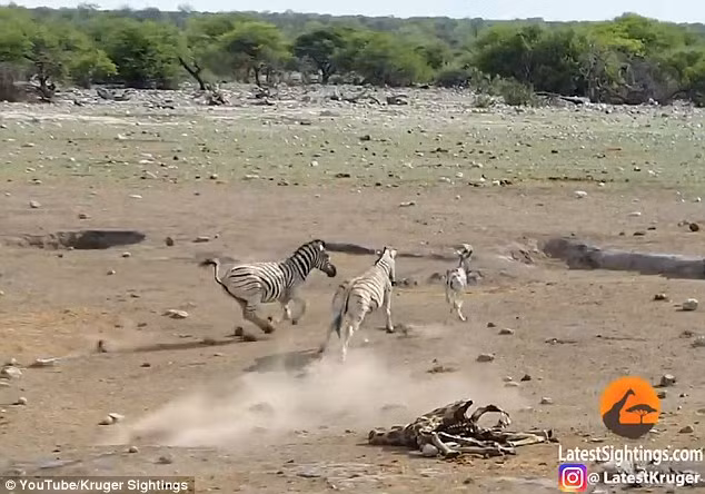 Bực tức, con ngựa vằn đực đuổi theo, quyết tâm giết bằng được ngựa vằn con, khiến ngựa vằn mẹ không khỏi lo lắng. Nó trở nên điên cuồng, quyết tâm đối chọi với ngựa vằn đực bất chấp nguy cơ bị tổn thương. (Nguồn Dailymail)