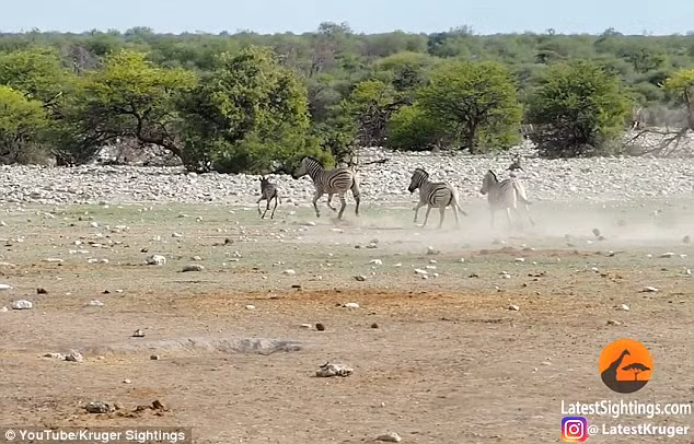 Theo nghiên cứu, những con ngựa vằn đực thường xuyên giết chết con của những con ngựa vằn khác để khẳng định chúng là những kẻ chiếm ưu thế trong đàn và đảm bảo những con ngựa con sẽ không trở thành một đối thủ tương lai. Việc giết chết ngựa vằn con cũng giúp chúng có cơ hội giao phối nhiều hơn với ngựa vằn cái. Thậm chí, ngựa vằn đực còn được ghi nhận là đá hỏng thai của ngựa vằn cái để được giao phối. (Nguồn Dailymail)
