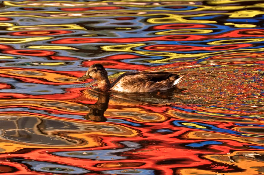 Những màu sắc của mùa thu phản ánh trong nước đẹp như một bức tranh sơn dầu rực rỡ. (Nguồn Brightside)
