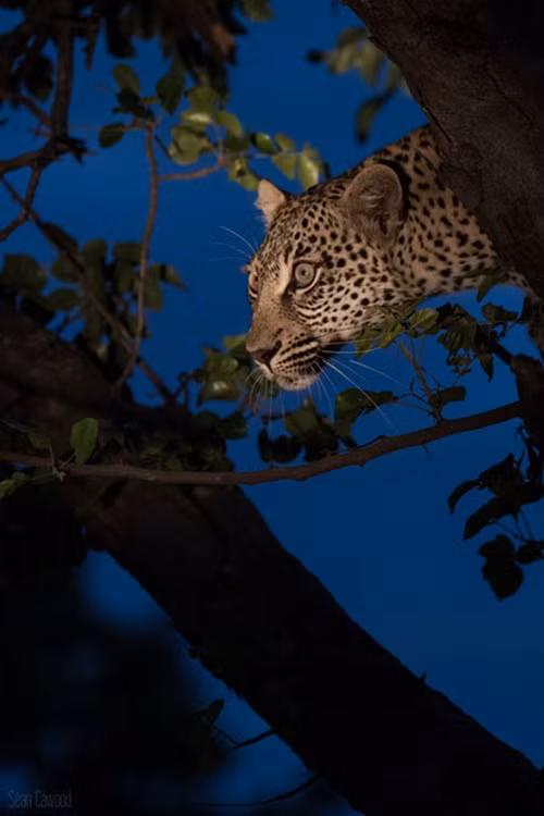 Cuối cùng, Nyeleti tìm được một cây Marula False cao to và trèo lên đó để nghe ngóng động tĩnh của đàn linh dương Impala gần đó. Khi chiếc xe của những người hướng dẫn lùi ra xa, Nyeleti cũng bắt đầu cuộc đi săn mới đầy hi vọng của mình. (Nguồn Africa Geographic)