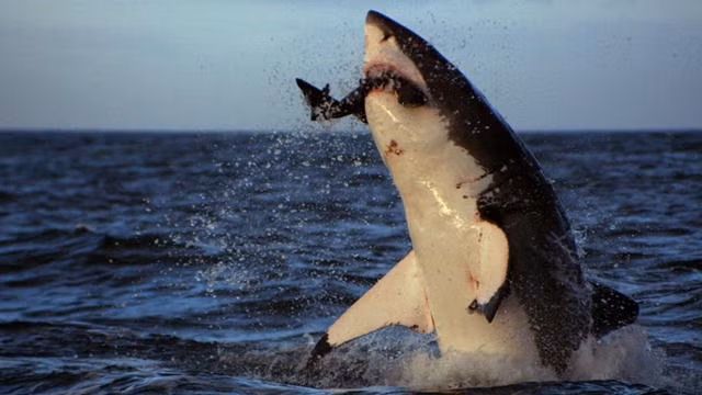 Thậm chí, có những con sư tử biển non nớt còn bị cá mập đùa giỡn, tung hứng như trò chơi trước khi trở thành miếng mồi ngon trong miệng kẻ thù. (Nguồn Sina)