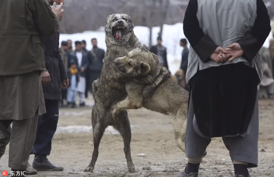 Những trận chọi chó ở đây không giống như những trận chọi chó ở Kyrgyzstan nhằm tìm ra giống chó tốt nhất để lai tạo với với giống chó chăn cừu Trung Á Asian Shepherd. (Nguồn Sina)
