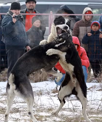 Cho dù có rất nhiều tổ chức xã hội, tổ chức hoạt động vì quyền lợi động vật lên tiếng phản đối, yêu cầu chính quyền địa phương ngăn cản những hoạt động ngược đãi động vật dã man như thế này nhưng những trận chọi chó kinh hoàng vẫn diễn ra công khai. (Nguồn Dailymail)