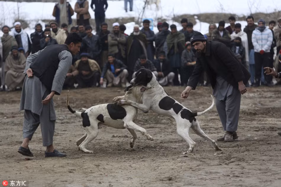 Được biết, trong suốt thời kỳ quân nổi dậy Taliban chiếm đóng, những trận chọi chó không được diễn ra. Tuy nhiên từ khi quân Taliban thất bại, hoạt động chọi chó lại được người dân tổ chức trở lại, như một thú vui tàn bạo không thể thiếu. (Nguồn Sina)