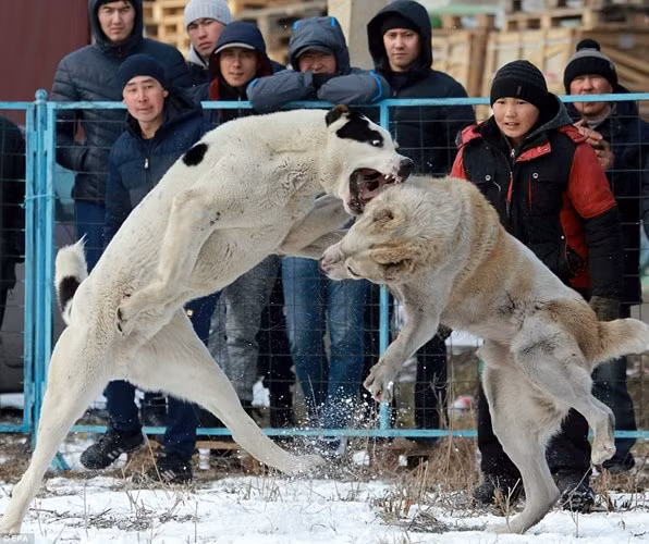 Những con chó thường được kích thích để trở nên khát máu và hung tàn trước khi lâm trận. (Nguồn Dailymail)