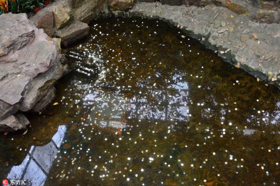 Trong ảnh là hố nước trong khu vực cá sấu sinh sống, bên trong chứa đầy tiền xu do du khách ném vào. (Nguồn Sina)