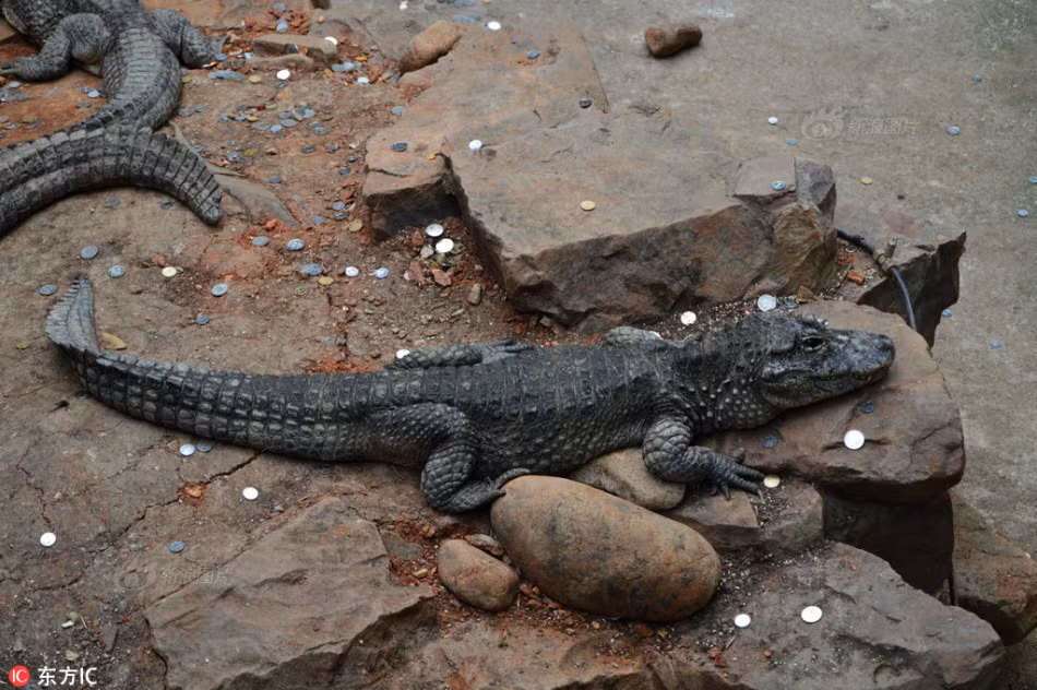 Hành động này của họ không những bị cho là vô nghĩa về mặt tâm linh mà còn gây ảnh hưởng đến đời sống của những con cá sấu hoang dã. (Nguồn Sina)