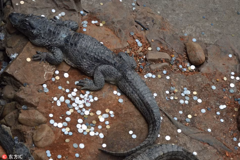 Tiền lệ ném tiền xu vào người động vật sở thú chưa từng có trước đây. (Nguồn Sina)