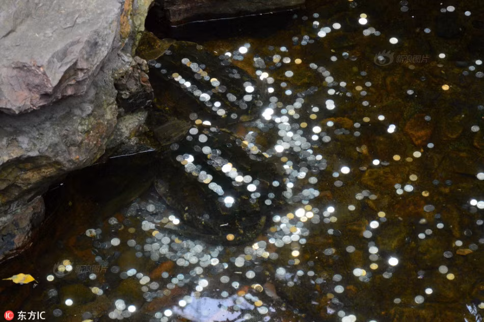 Được biết, mục đích ném tiền xu vào cá sấu của những du khách thiếu ý thức này một phần là một cầu mong được trường thọ như loài cá sấu, những đồng tiền xu được xem như là chút lễ mọn. (Nguồn Sina)