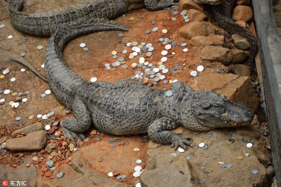 Mới đây, tại một vườn bách thú ở Thượng Hải, Trung Quốc, các phóng viên đã ghi lại được cảnh tượng đàn cá sấu bị cơn mưa tiền xu của các du khách ném bầm dập cả người. (Nguồn Sina)