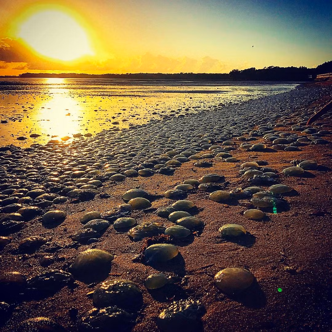 Đây là sứa biển có tia độc, một số con vật cưng như chó đã ăn thử những con sứa này và phải nếm mùi đau đớn vì nhiễm độc của sứa mỡ xanh. (Ảnh: Ryby72)