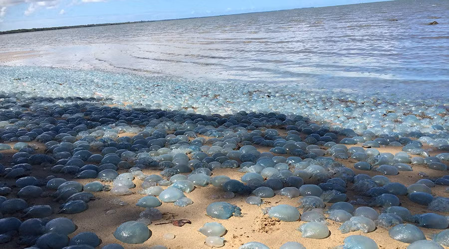 Mới đây, người dân địa phương và các chuyên gia hải dương học ở vịnh Deception, Queensland, Australia được phen kinh ngạc khi chứng kiến hàng ngàn con sứa mỡ màu xanh dạt vào bờ và nằm phơi nắng trên nền cát, trông giống hệt những quả bong bóng màu xanh nước biển. (Ảnh: Charlotte Lawson)