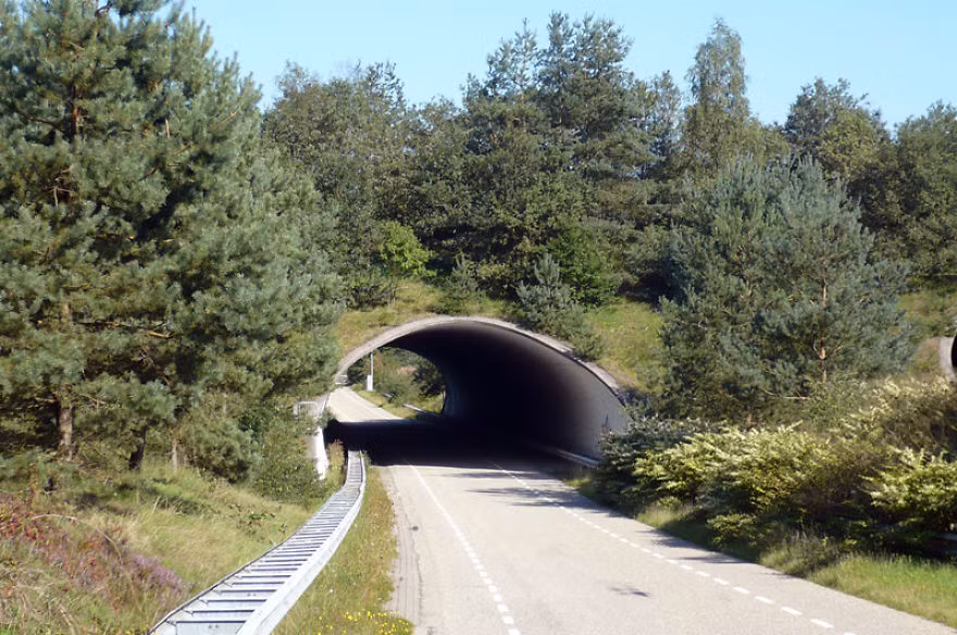 Cầu vượt tại Hà Lan được phủ kín cây, dành cho động vật đi lại, ẩn nấp dễ dàng. (Nguồn Bored Panda)